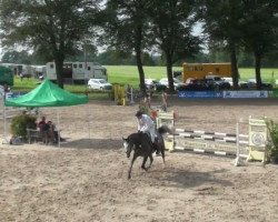 dressage horse Cash and Cool (Westphalian, 2006, from Colbert GTI)