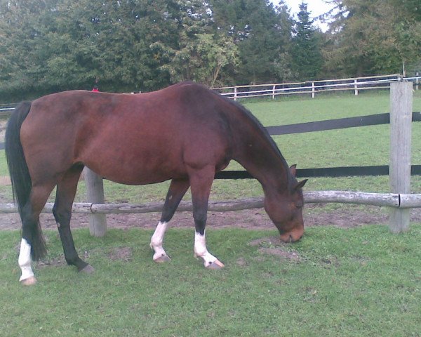 broodmare Luzy (Mecklenburg, 1995, from Limborat)