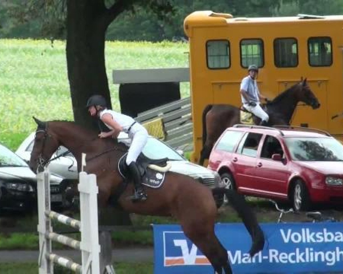 Springpferd Lilly Jumper (Oldenburger Springpferd, 2006, von Lord Pezi)