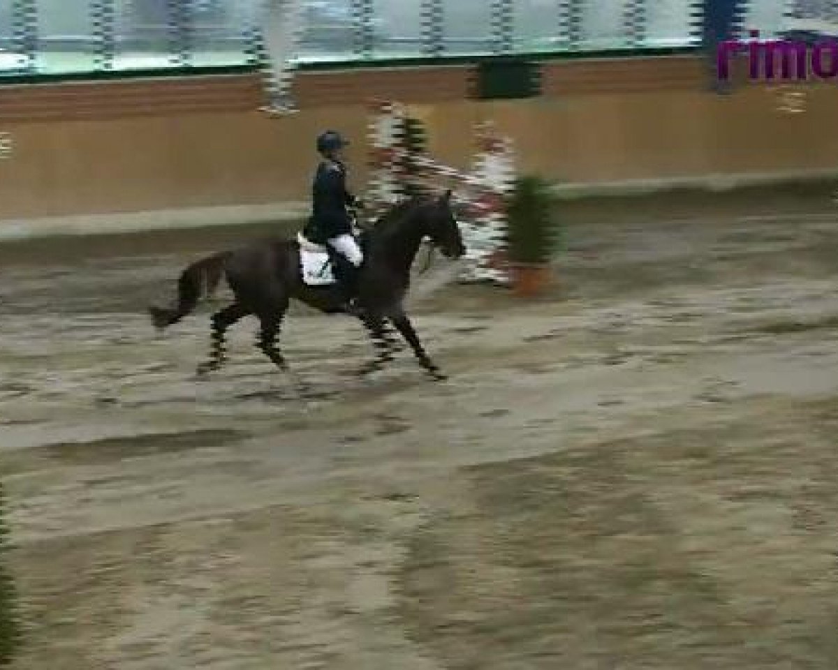 Deckhengst Auction RD (Oldenburger Springpferd, 2006, von Armitage)