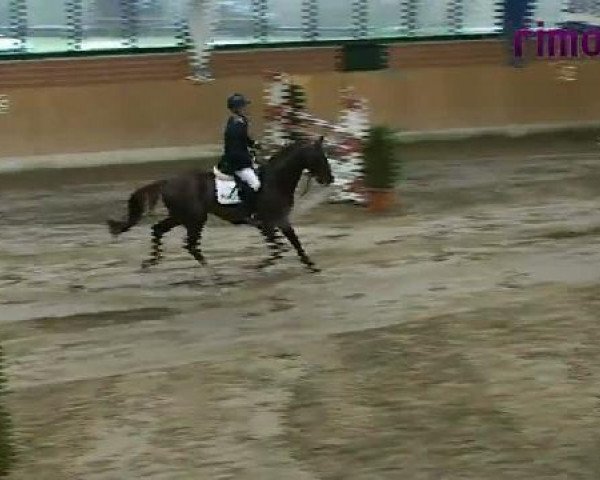 stallion Auction RD (Oldenburg show jumper, 2006, from Armitage)