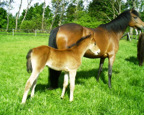 Zuchtstute Lindavia Riva (Deutsches Reitpony, 2005, von Cyriac WE)