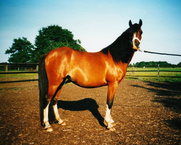 broodmare Soleil (Welsh-Pony (Section B), 1999, from Tizian)