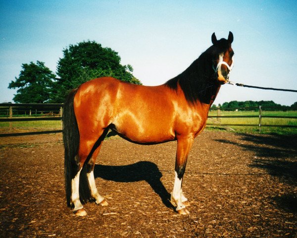 Zuchtstute Soleil (Welsh Pony (Sek.B), 1999, von Tizian)