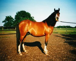 Zuchtstute Soleil (Welsh Pony (Sek.B), 1999, von Tizian)