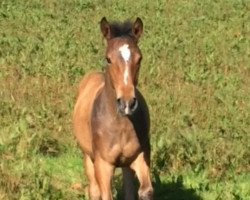 jumper Rivero's Fridolin (German Sport Horse, 2016, from Rivero II)