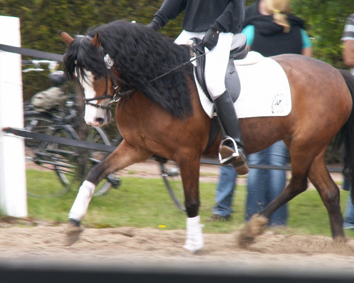 Pferd Lindavia Ginger (Welsh Pony (Sek.B), 2003, von Tivoli)