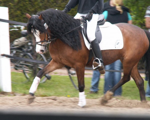 Pferd Lindavia Ginger (Welsh Pony (Sek.B), 2003, von Tivoli)