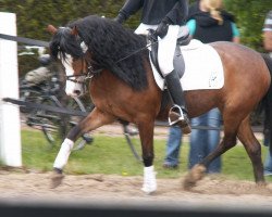 horse Lindavia Ginger (Welsh-Pony (Section B), 2003, from Tivoli)