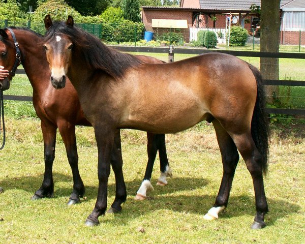 horse Lindavia Akito (Welsh-Pony (Section B), 2007, from Astral)