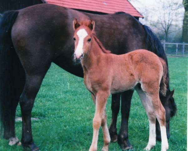 horse Lindavia Huckleberry (Welsh-Pony (Section B), 1997, from Heros)