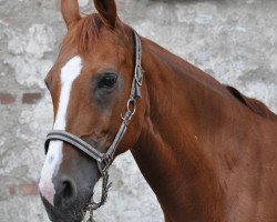 broodmare Alina 104 (Oldenburg, 1992, from Almeo)