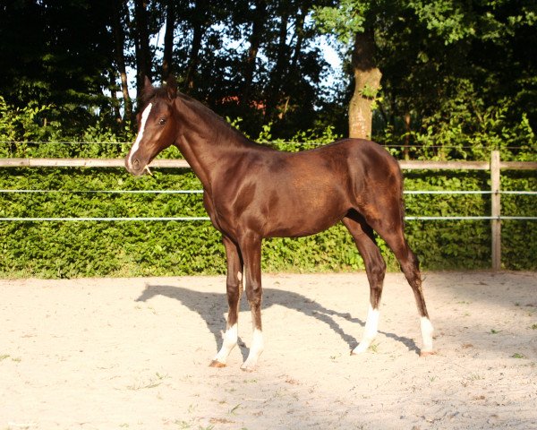 dressage horse Stute von Doppelklang AT / Calvin Klein (German Riding Pony, 2022, from Doppelklang)