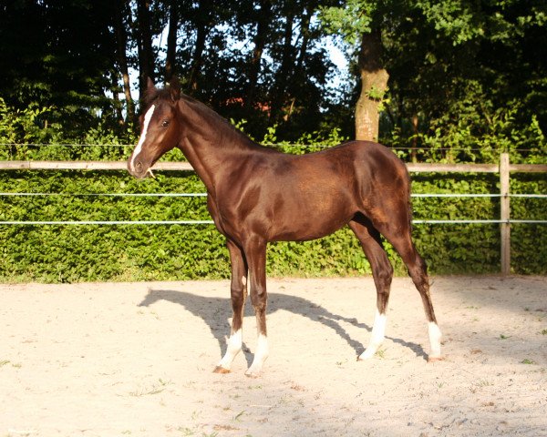 Dressurpferd Stute von Doppelklang AT / Calvin Klein (Deutsches Reitpony, 2022, von Doppelklang)