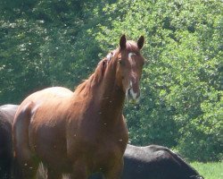 Pferd Carlson (Zweibrücker, 2004, von Claudino)