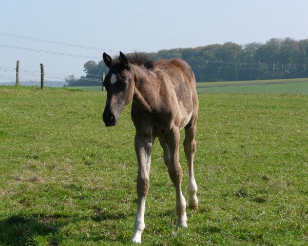 horse Calle 47 (Zweibrücken, 2007, from Claudino)