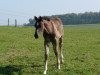 horse Calle 47 (Zweibrücken, 2007, from Claudino)