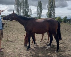 jumper Bombay Bramble (Trakehner, 2021, from Tsar xx)