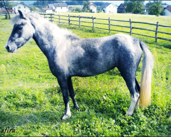 broodmare Safira Ronja (German Sport Horse, 2008, from Shamane)