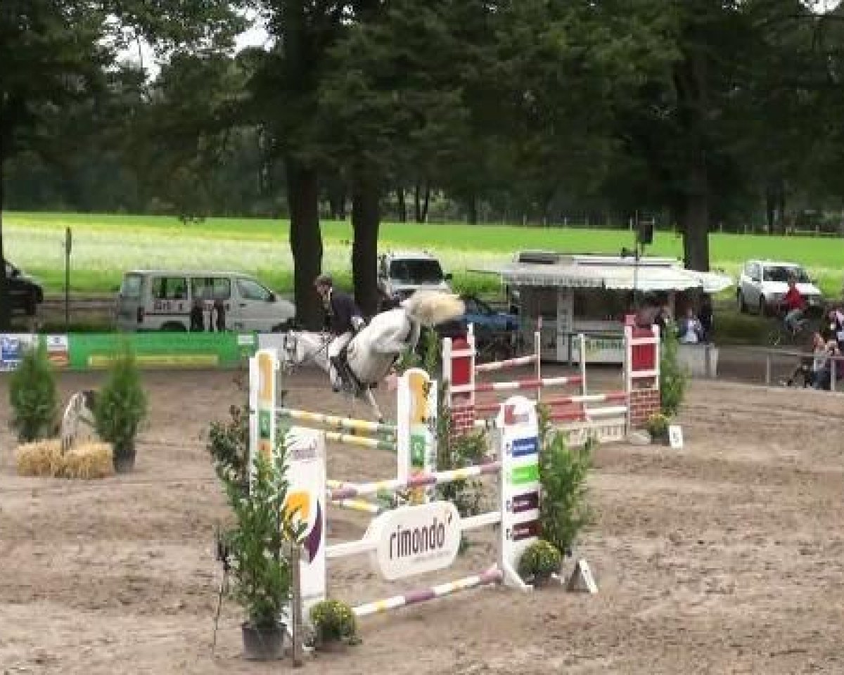 Zuchtstute Corsika (Hessisches Warmblut, 1992, von Calypso IV)