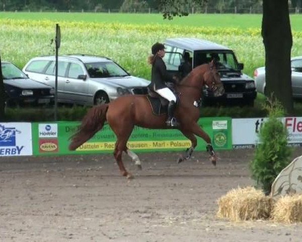 dressage horse Curill (Hanoverian, 2007, from Chequille 2)