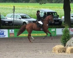 dressage horse Curill (Hanoverian, 2007, from Chequille 2)