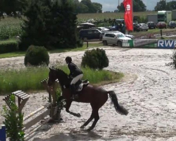 Zuchtstute Maleika (Haflinger, 1986, von Marlon)