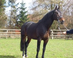 stallion Cyrano (German Warmblood, 1998, from Caligula I)