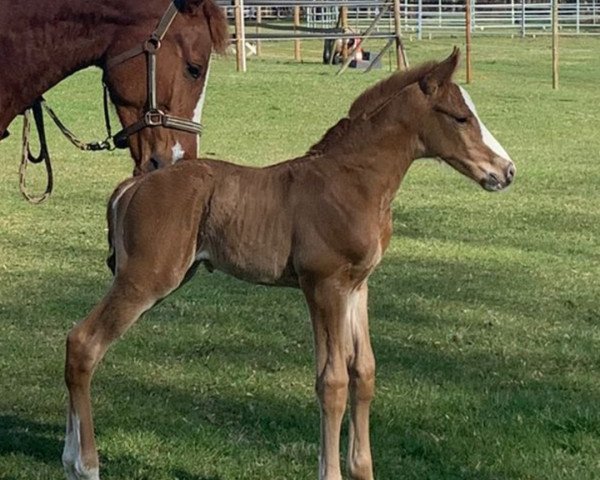 jumper Forever Young C.G. (German Sport Horse, 2022, from For The Future)