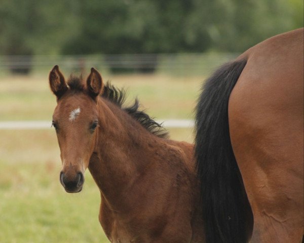 Springpferd Fine Filou C.G. (Deutsches Sportpferd, 2022, von Forlee)