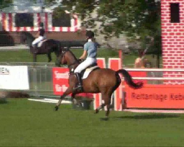 jumper Little Sun 2 (German Riding Pony, 2004, from Corrado 31)