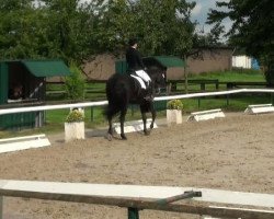 dressage horse Dream of Summerhill (Rhinelander, 1999, from Dream of Heidelberg I)