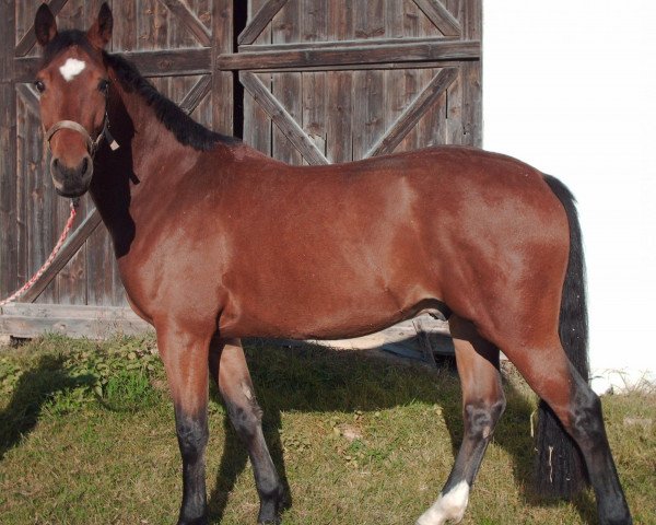 Springpferd Don Diamant (Bayer, 2002, von Don Larino 171 FIN)