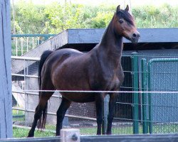 Zuchtstute Lindavia Gianna (Welsh Pony (Sek.B), 1995, von Heros)