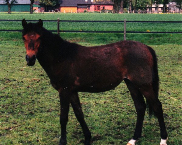 Pferd Lindavia Granny (Welsh Pony (Sek.B), 1995, von Heros)