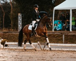 dressage horse Delano 123 (Westfale, 2015, from De Quidam)