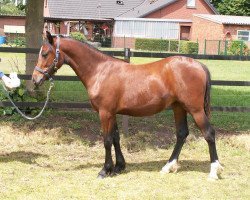 dressage horse Lind.Darcy (German Riding Pony, 2007, from Renoir)