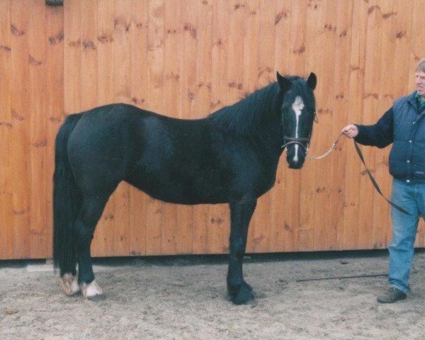 Zuchtstute Porchin Duchess (Welsh Pony (Sek.B), 1989, von Ebbw Victor)