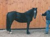 Zuchtstute Porchin Duchess (Welsh Pony (Sek.B), 1989, von Ebbw Victor)