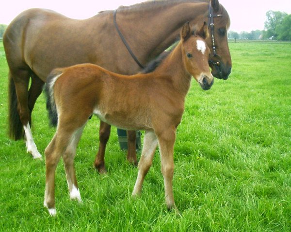 horse Lindav.Brooklyn (German Riding Pony, 2005, from Boticelli 4)