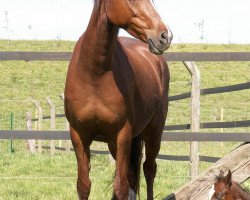 broodmare Lindavia Diamond (German Riding Pony, 1999, from Oosteinds Ricky)