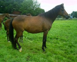 broodmare Raika 164 (German Riding Pony, 1999, from Solero)