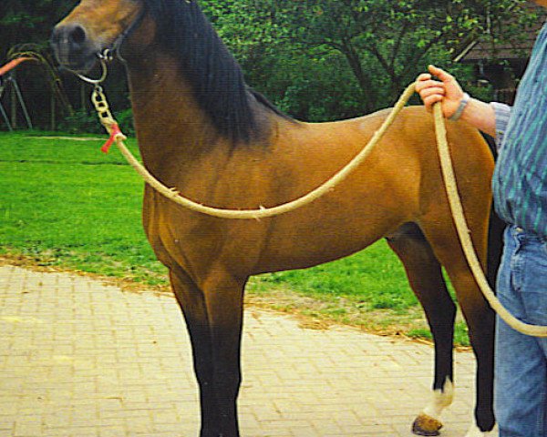 Pferd Timor (Welsh Pony (Sek.B), 1999, von Tizian)