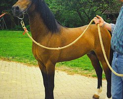 Pferd Timor (Welsh Pony (Sek.B), 1999, von Tizian)