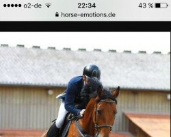 jumper Click Clack (Oldenburg show jumper, 2006, from Colander)