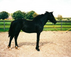 Pferd Lindavia Deska (Welsh Pony (Sek.B), 1997, von Bimberg Ivanhoe)