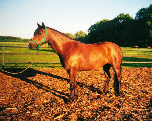 Zuchtstute Lindavia Gira (Welsh Pony (Sek.B), 1998, von Rakt's Rocky)