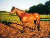 Zuchtstute Lindavia Gira (Welsh Pony (Sek.B), 1998, von Rakt's Rocky)