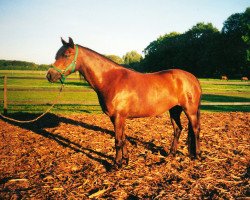 broodmare Lindavia Gira (Welsh-Pony (Section B), 1998, from Rakt's Rocky)