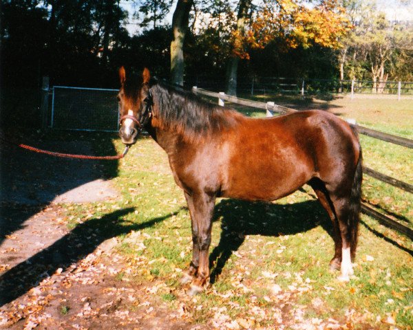 Zuchtstute Grazella (Welsh Pony (Sek.B), 1989, von Constantin)